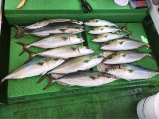 利弥丸（としやまる） 釣果