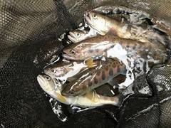 大井川（大井川(非)漁業協同組合） 釣果