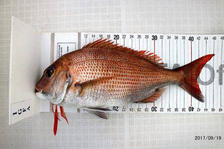 フルコンタクト 釣果