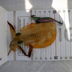 フルコンタクト 釣果