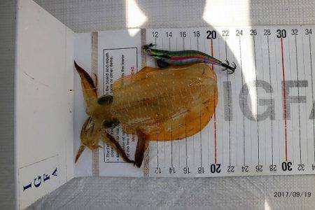 フルコンタクト 釣果