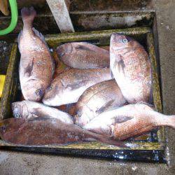 海釣り公園みかた 釣果