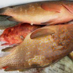 オーフリー 釣果