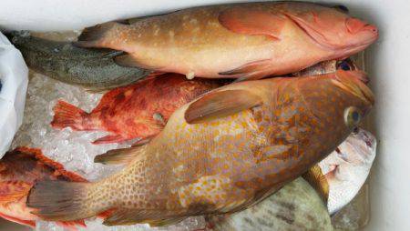 オーフリー 釣果