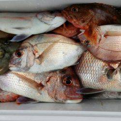 オーフリー 釣果