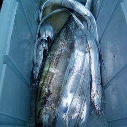 ファイヤードルフィン 釣果