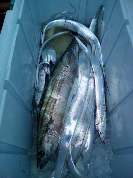 ファイヤードルフィン 釣果