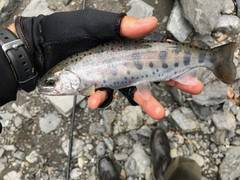 大井川（大井川(非)漁業協同組合） 釣果