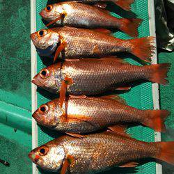 モンロー号 釣果