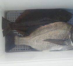 旭星釣りセンター 釣果