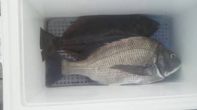 旭星釣りセンター 釣果