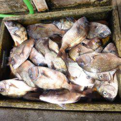 海釣り公園みかた 釣果