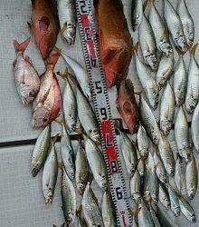 秀丸 釣果