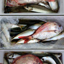 来温丸(らいおんまる) 釣果