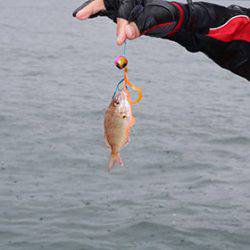 松本釣船２ 釣果