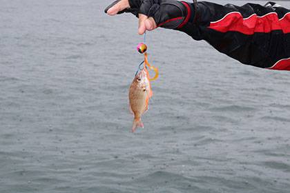 松本釣船２ 釣果