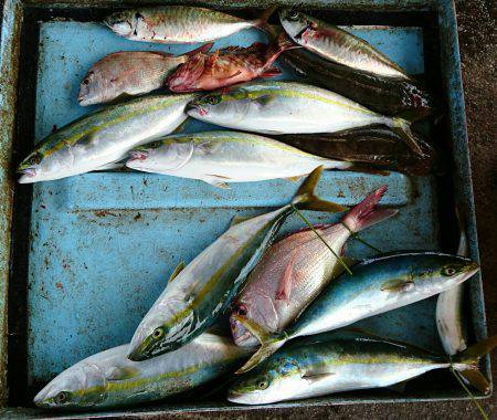 明神釣船 釣果