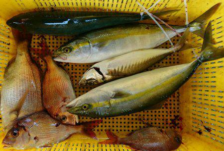 明神釣船 釣果