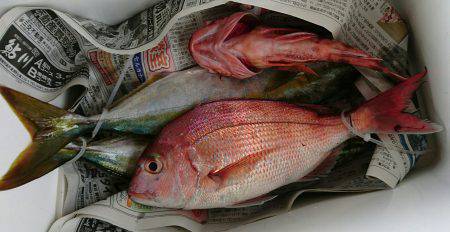 明神釣船 釣果