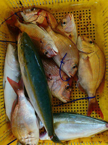 明神釣船 釣果