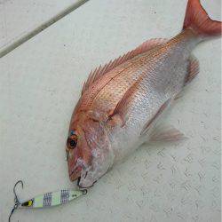 マタウマリンサービス 釣果