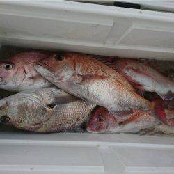 マタウマリンサービス 釣果