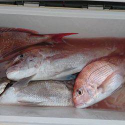 マタウマリンサービス 釣果