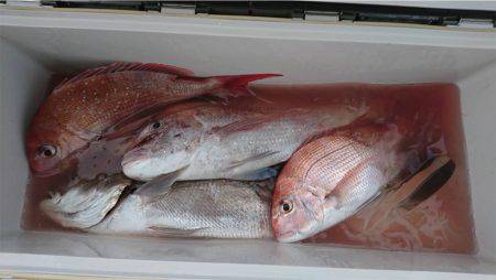 マタウマリンサービス 釣果