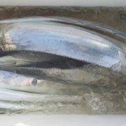 オーフリー 釣果