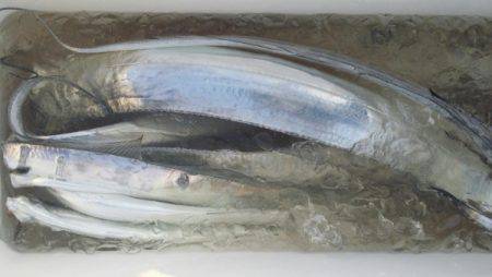 オーフリー 釣果