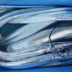 オーフリー 釣果