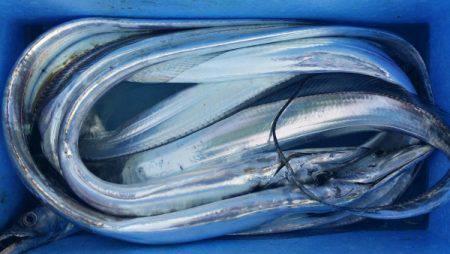 オーフリー 釣果