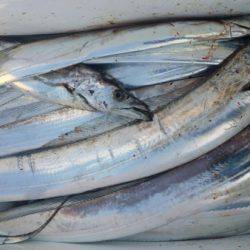 オーフリー 釣果