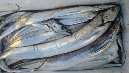 オーフリー 釣果