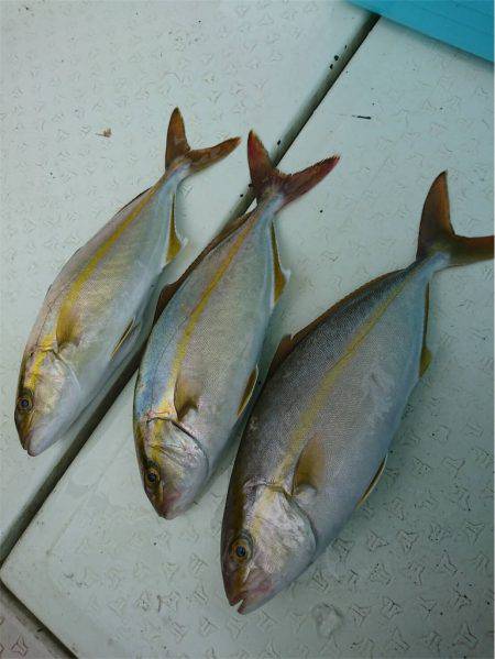 マタウマリンサービス 釣果