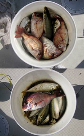 来温丸（らいおんまる） 釣果