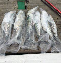 利弥丸（としやまる） 釣果