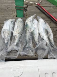 利弥丸（としやまる） 釣果