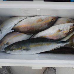 ルアー船マヒマヒ 釣果