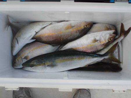 ルアー船マヒマヒ 釣果