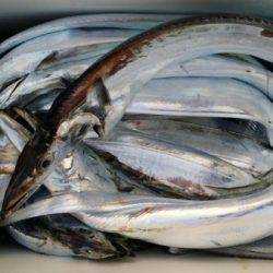 オーフリー 釣果