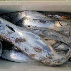 オーフリー 釣果