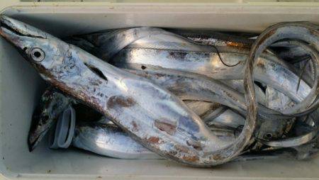 オーフリー 釣果