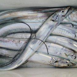 オーフリー 釣果