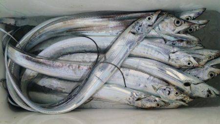 オーフリー 釣果