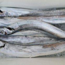 オーフリー 釣果