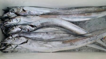 オーフリー 釣果