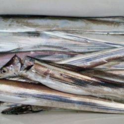 オーフリー 釣果