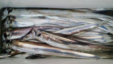 オーフリー 釣果