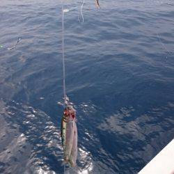 海龍丸（福岡） 釣果